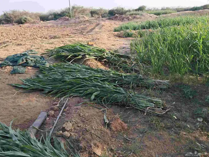 قصب أخضر صغار ومليان 1