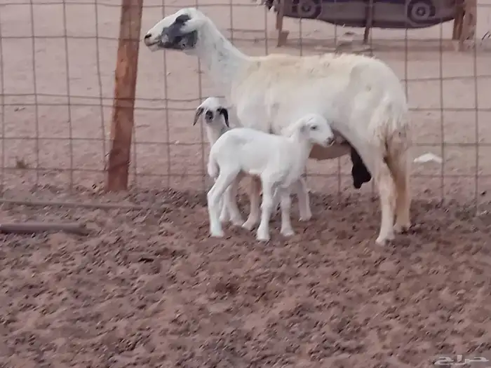 نعجه خلفاء متاومه تحتها 2 من البهم 0