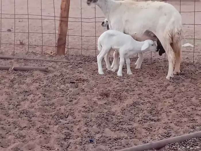 نعجه خلفاء متاومه تحتها 2 من البهم 5