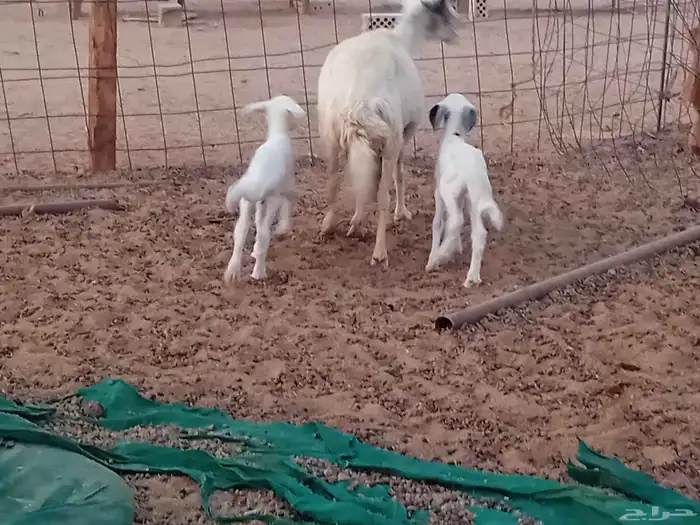 نعجه خلفاء متاومه تحتها 2 من البهم 4