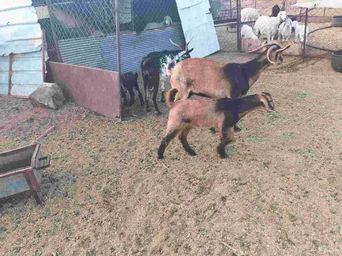 معزا للبيع 1