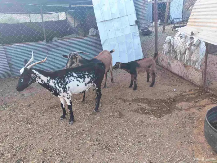 معزا للبيع 0