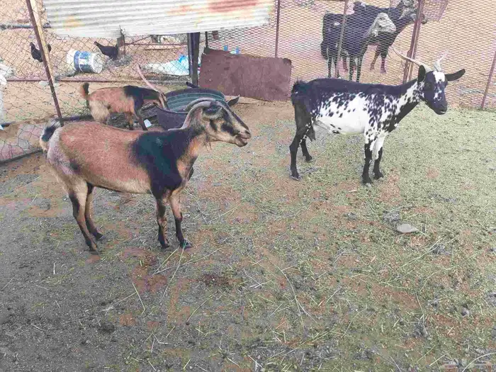 معزا للبيع 2