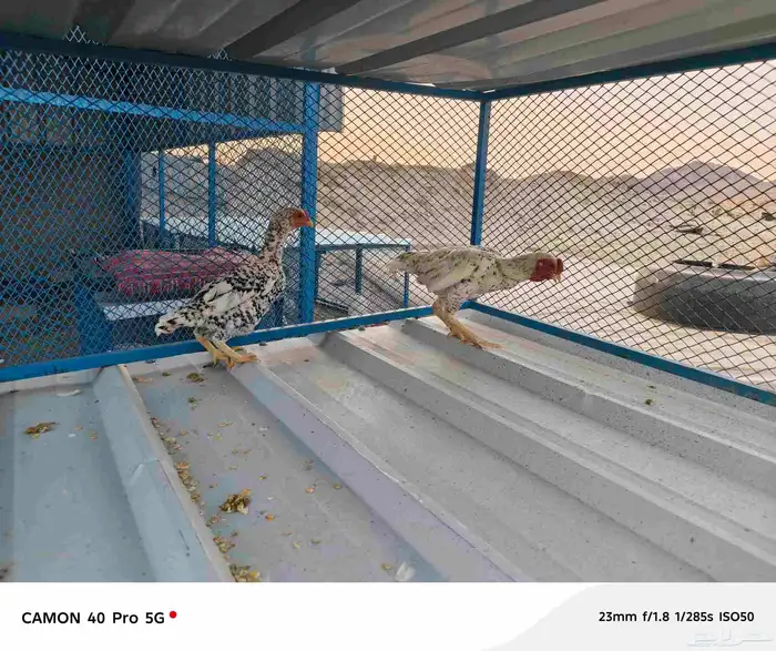 ثلاثه ازواج دجاج كوشامو الماني 5