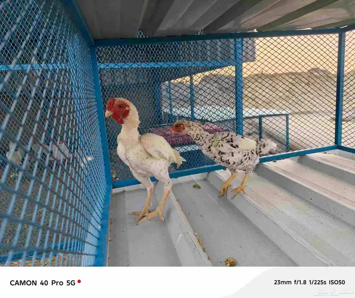 ثلاثه ازواج دجاج كوشامو الماني 4