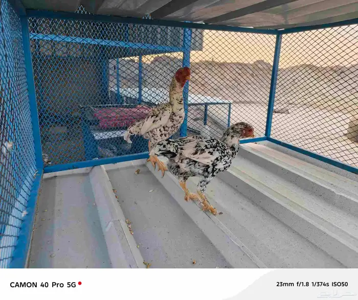 ثلاثه ازواج دجاج كوشامو الماني 2