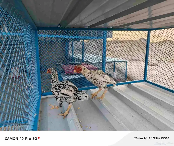 ثلاثه ازواج دجاج كوشامو الماني 3