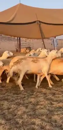 أعرض لكم غنم حريات جنب دفيع شرط علي السونار عددها 37 7