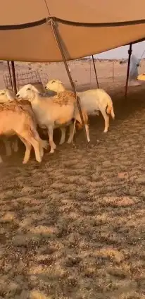 أعرض لكم غنم حريات جنب دفيع شرط علي السونار عددها 37 5