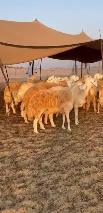 أعرض لكم غنم حريات جنب دفيع شرط علي السونار عددها 37 2