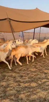 أعرض لكم غنم حريات جنب دفيع شرط علي السونار عددها 37 3