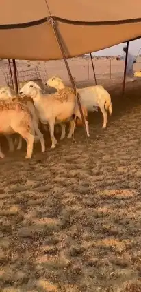 أعرض لكم غنم حريات جنب دفيع شرط علي السونار عددها 37 1