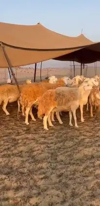 أعرض لكم غنم حريات جنب دفيع شرط علي السونار عددها 37 0