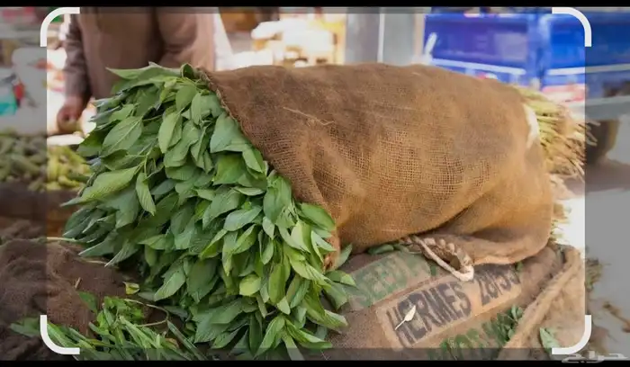 بذور الملوخيه الجيزاني البلدي الكيس 50 ك ب750 ريال 1