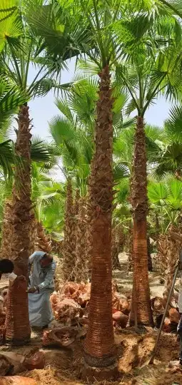 نخل واشنطني 6