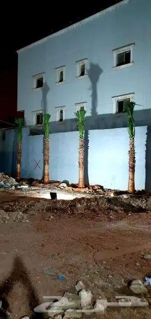 نخل واشنطني 9