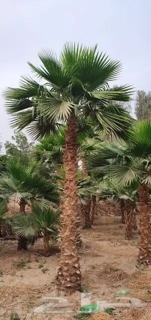 نخل واشنطني 8