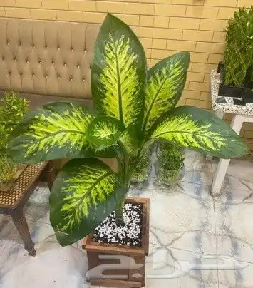 يوجد جميع الشتلات خارجي وداخلي يوجد تيل طبيعي 1