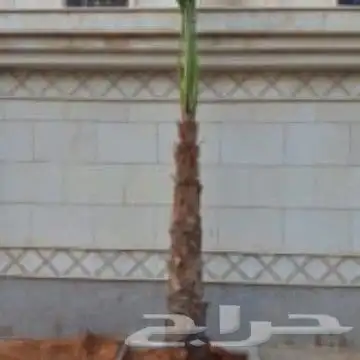 نخل للبيع 7