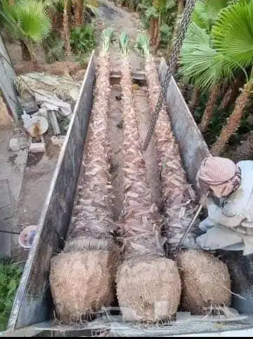 نخل واشنطني رينه ابومروحه درجه اولى 8