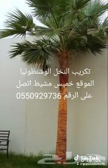 نخل للبيع 2