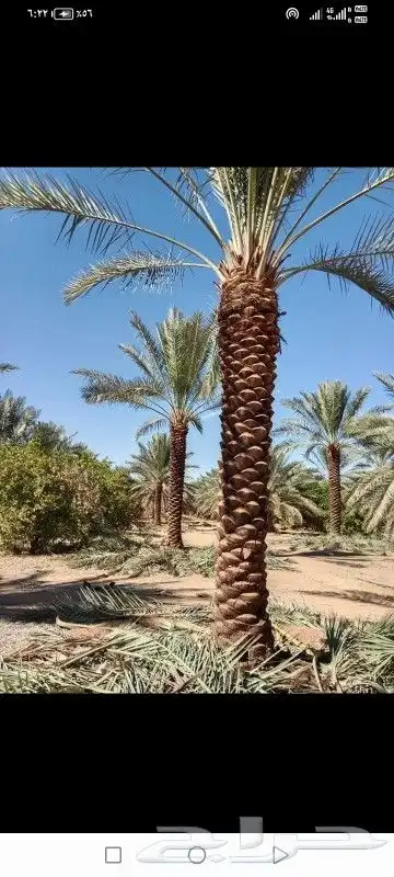 نخل للبيع  بسعر مناسب 1
