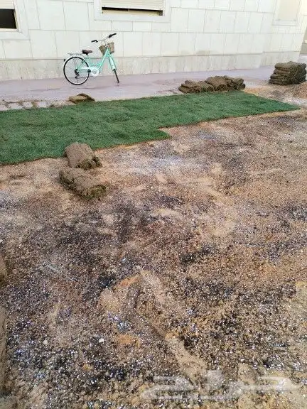 زراعه تيل طبيعي والاشجار تنسيق حدائق شامله 0