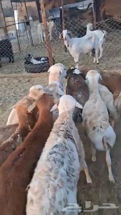 أعرض لكم طليان رفيدي حبشي و تيوس مستورد حبشية 3