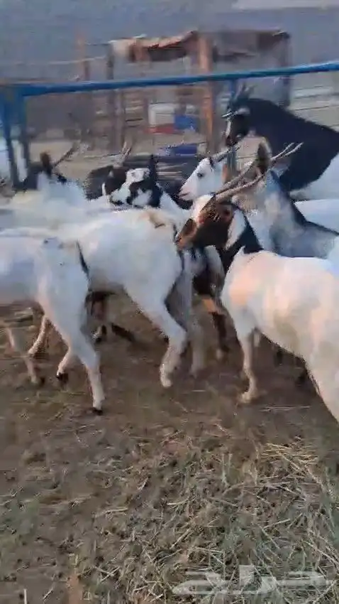 أعرض لكم طليان رفيدي حبشي و تيوس مستورد حبشية 7