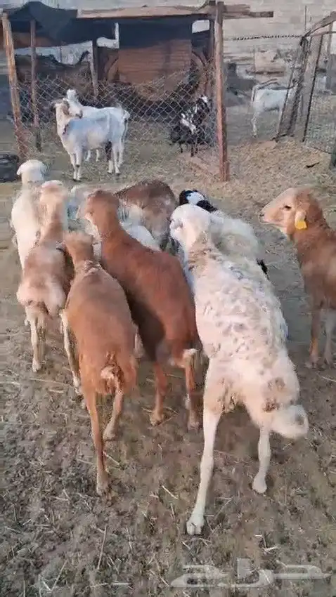 أعرض لكم طليان رفيدي حبشي و تيوس مستورد حبشية 0