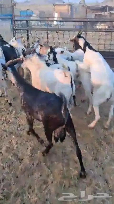 أعرض لكم طليان رفيدي حبشي و تيوس مستورد حبشية 6