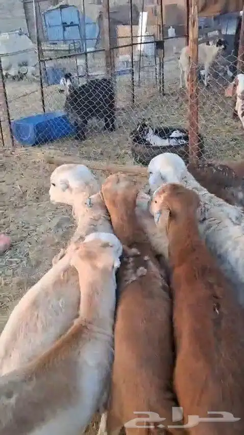 أعرض لكم طليان رفيدي حبشي و تيوس مستورد حبشية 2