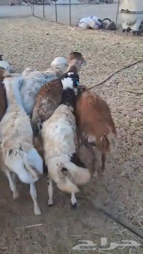 أعرض لكم طليان رفيدي حبشي و تيوس مستورد حبشية 1