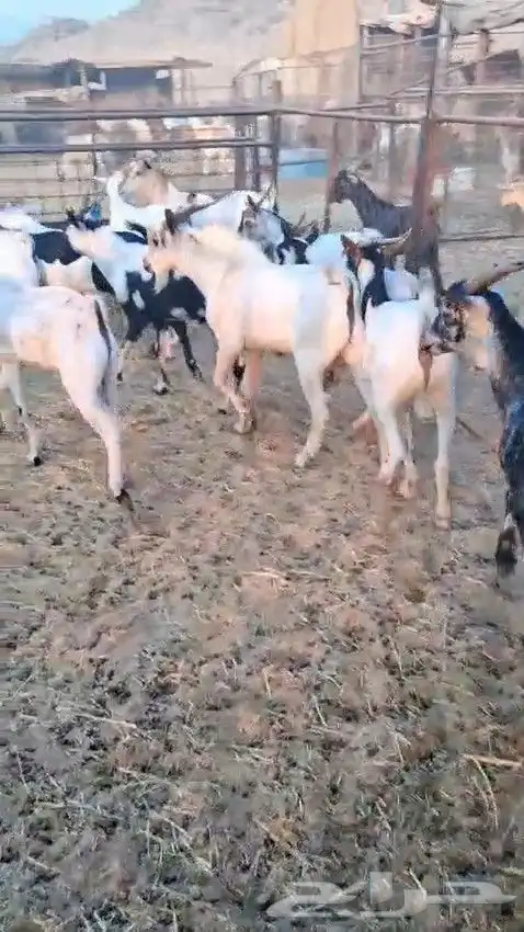 أعرض لكم طليان رفيدي حبشي و تيوس مستورد حبشية 5