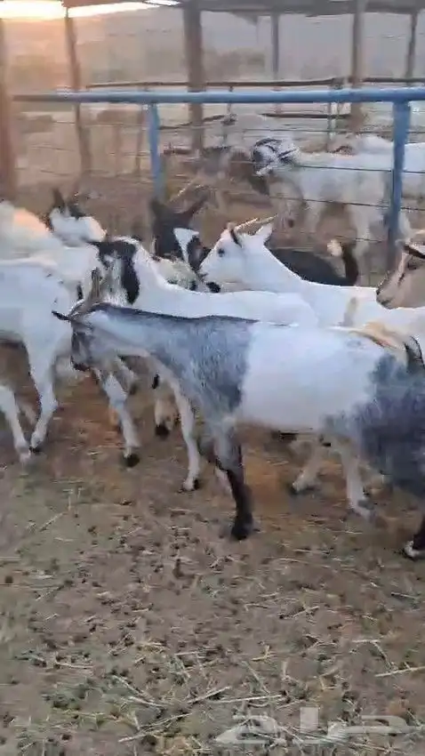 أعرض لكم طليان رفيدي حبشي و تيوس مستورد حبشية 4