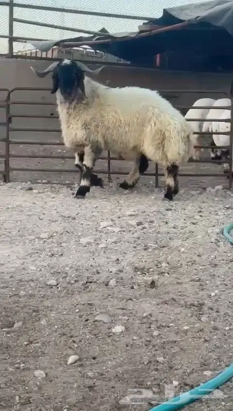 ثني نعيمي صنف للبيع 2