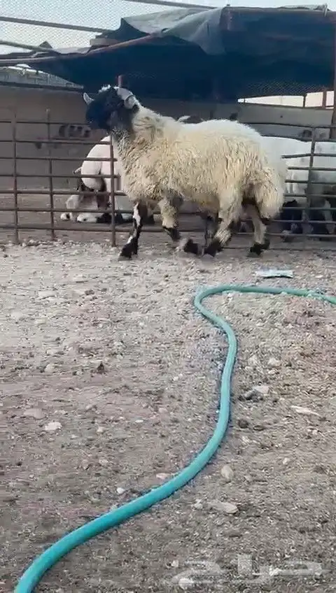 ثني نعيمي صنف للبيع 3