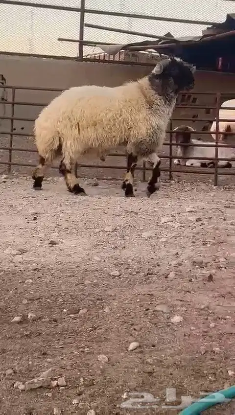 ثني نعيمي صنف للبيع 5