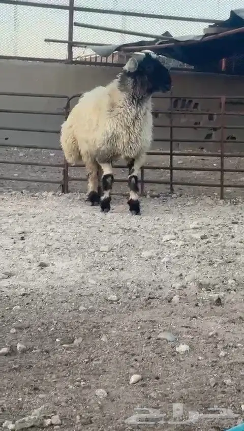 ثني نعيمي صنف للبيع 0