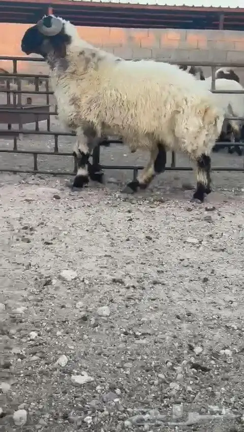 ثني نعيمي صنف للبيع 7