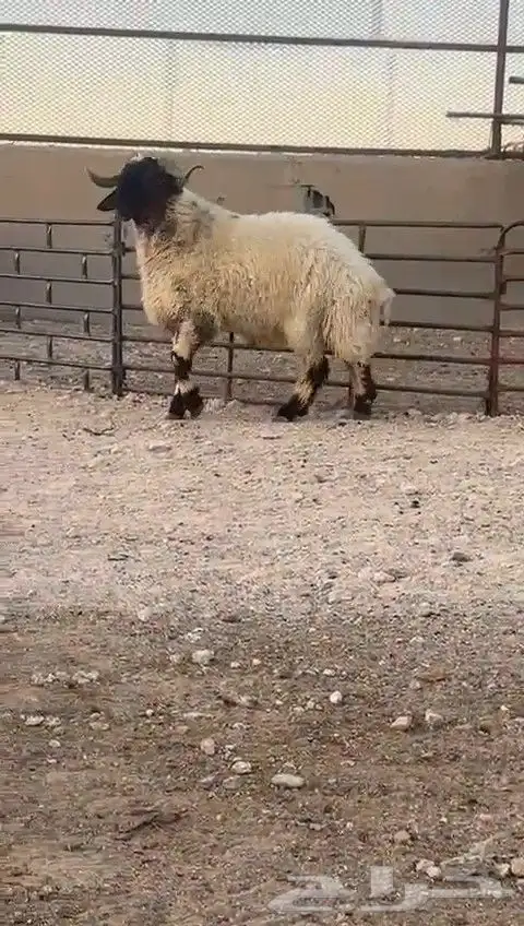 ثني نعيمي صنف للبيع 4