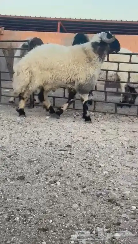 ثني نعيمي صنف للبيع 6