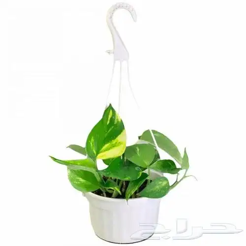 يوجد جميع الشتلات خارجي وداخلي يوجد تيل طبيعي 0