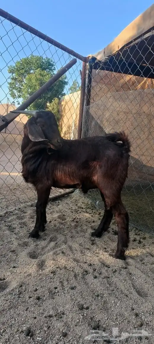 مشروع فحل أدهم ولد مرعب 0