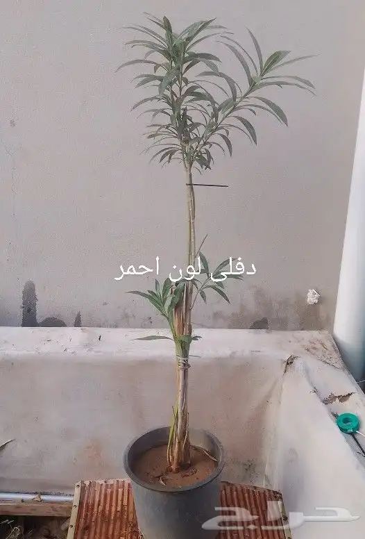 شتلات منوعه 1