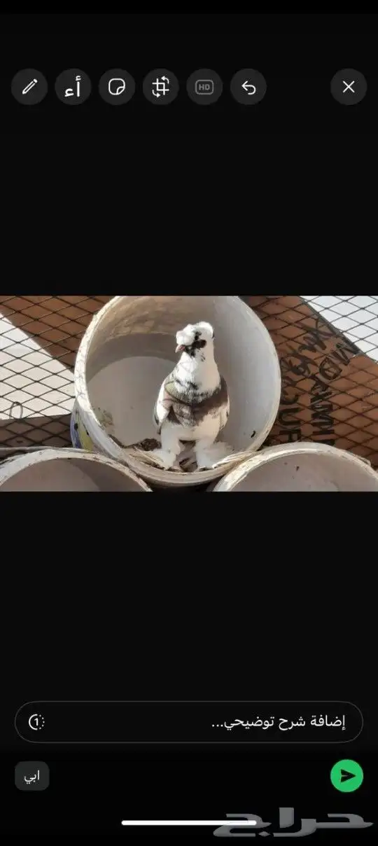 للبيع حمام انواع 1