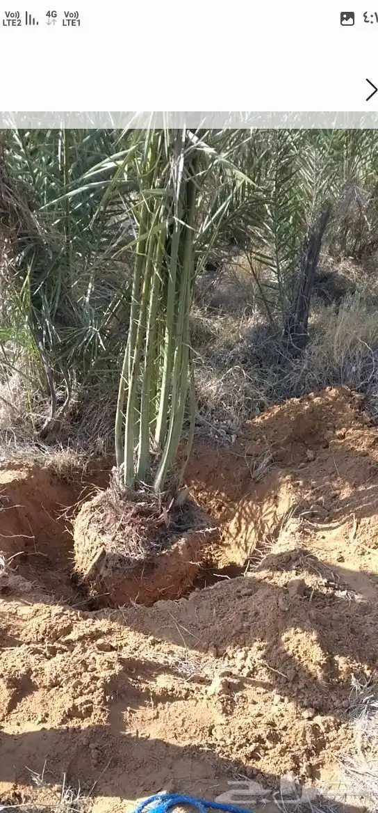 يوجد الدنيا جميع انواع النخيل المثمرة وزينه 2