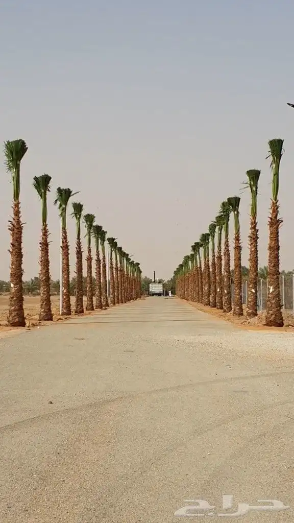 نخل للبيع جميع انواع انخيل العربي والوشنطني 5