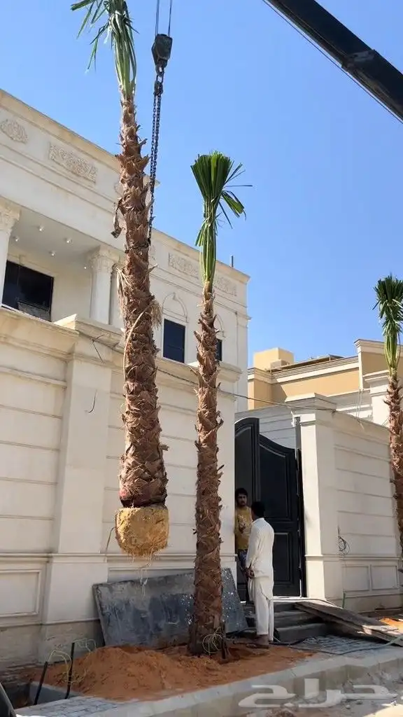 نخل للبيع جميع انواع انخيل العربي والوشنطني 6