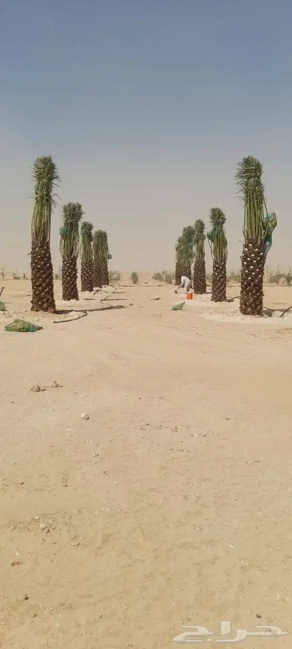 نخيل عربي وشطني زينه لتوصل 5